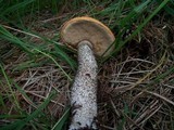 Leccinum versipelle image