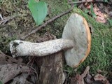 Leccinum insigne image