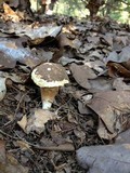 Xanthoconium affine image