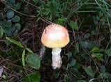 Amanita persicina image