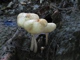 Hymenopellis megalospora image