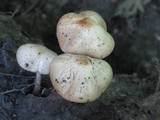 Hymenopellis megalospora image