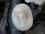 Hymenopellis megalospora image