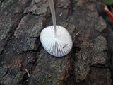 Hymenopellis megalospora image