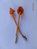 Entoloma quadratum image