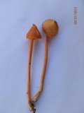 Entoloma quadratum image