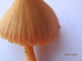 Entoloma quadratum image