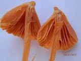 Entoloma quadratum image