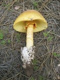 Amanita cochiseana image