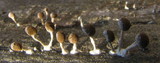 Phleogena faginea image