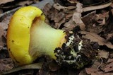 Cortinarius fulvocitrinus image