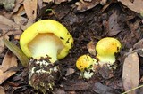Cortinarius fulvocitrinus image