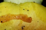 Cortinarius fulvocitrinus image