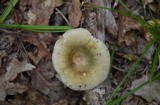Russula cyanoxantha image