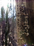 Phleogena faginea image