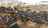 Phleogena faginea image