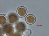 Sphaerosporium lignatile image