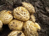 Pholiota squarrosa image
