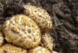 Pholiota squarrosa image