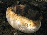 Fomitopsis schrenkii image