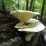 Pleurotus dryinus image
