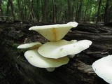Pleurotus dryinus image