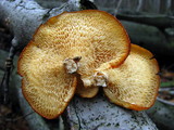 Polyporus alveolaris image
