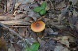 Amanita amerifulva image