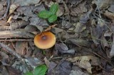 Amanita amerifulva image