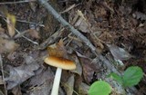 Amanita amerifulva image