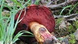 Boletus frostii image