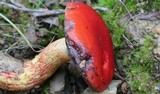 Boletus frostii image