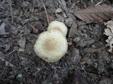 Pholiota angustipes image