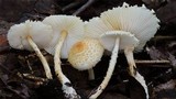 Lepiota clypeolaria image