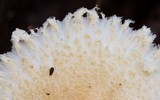 Lepiota clypeolaria image
