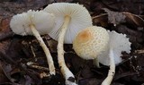 Lepiota clypeolaria image