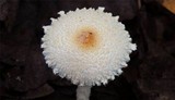 Lepiota clypeolaria image