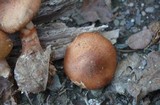Cortinarius armillatus image