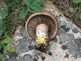 Gomphidius glutinosus image
