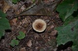 Crinipellis zonata image