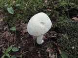 Leccinum holopus image