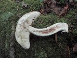 Leccinum holopus image