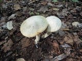 Leccinum holopus image