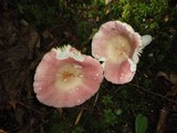 Russula paludosa image