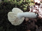 Russula paludosa image