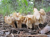 Helvella crispa image