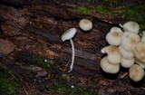 Clitocybula abundans image