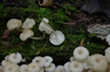 Clitocybula abundans image