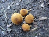 Pholiota granulosa image