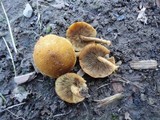 Pholiota granulosa image
